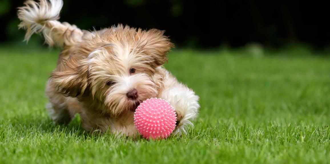Hundespielzeug – Spielspaß für Hunde